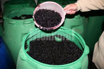 Din vânzarea fructelor de pădure în 2012 au fost obținute venituri de peste 470.000 de euro