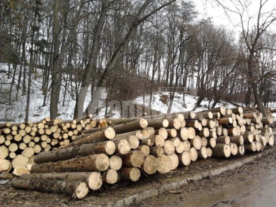 Sute de arbori din parcul Șipote au fost tăiați, cojiți și apoi dați spre valorificare, din cauza infestării cu gândacul Ips duplicatus