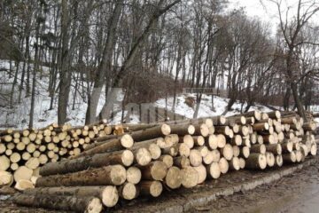 Sute de arbori din parcul Șipote au fost tăiați, cojiți și apoi dați spre valorificare, din cauza infestării cu gândacul Ips duplicatus