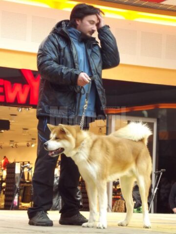 Câinele samurailor - Akita Inu