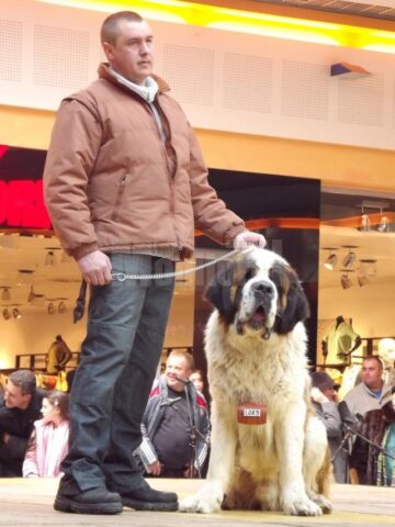 Lord, un Saint Bernard din Bucovina