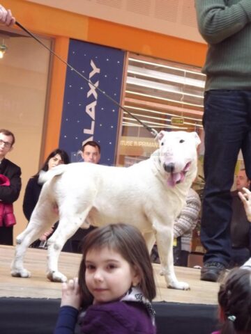 Bullterrier-ul, gladiatorul raselor de câini