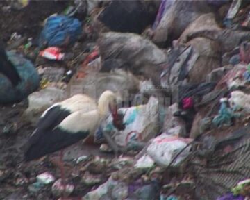 Pe malul râului Suceava, au fost mai multe berze moarte și multe altele în agonie