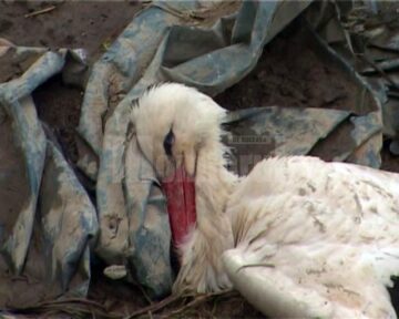 Pe malul râului Suceava, au fost mai multe berze moarte și multe altele în agonie