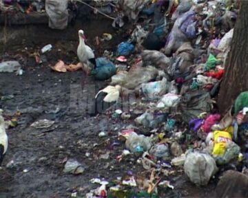 Pe malul râului Suceava, au fost mai multe berze moarte și multe altele în agonie