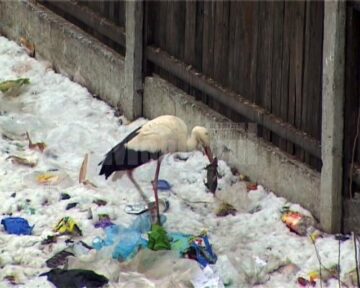 Pe malul râului Suceava, au fost mai multe berze moarte și multe altele în agonie