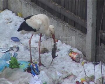 La groapa de gunoi a orașului, berzele scormonesc după hrană