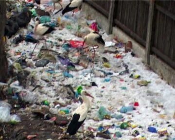 Pe malul râului Suceava, au fost mai multe berze moarte și multe altele în agonie