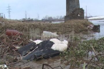 Pe malul râului Suceava, au fost mai multe berze moarte și multe altele în agonie