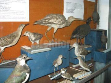 Expoziția temporară „Lumea minunată a păsărilor”