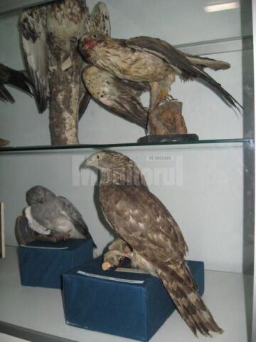 Expoziția temporară „Lumea minunată a păsărilor”