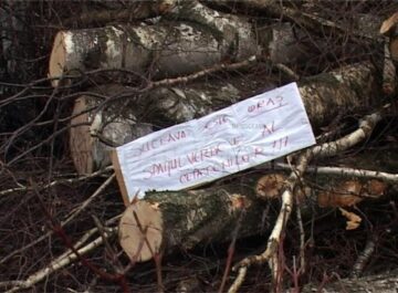 Drujbele „tocmite” de fiul primarului din Slatina au pus deja la pământ arborii pentru care există autorizație de tăiere