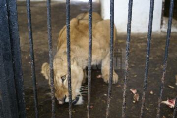 leoaică la zoo