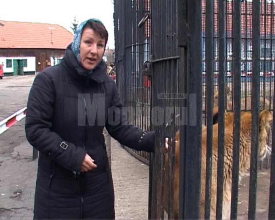 Ana Angelica Olenici, cea care este și asistent veterinar în cadrul parcului zoo, este cercetată pentru săvârșirea infracțiunii de vătămare corporală din culpă Ana Angelica Olenici, cea care este și asistent veterinar în cadrul parcului zoo, este cercetată pentru săvârșirea infracțiunii de vătămare corporală din culpă