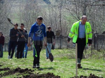 Campanie amplă de plantare de arbori, în Fălticeni