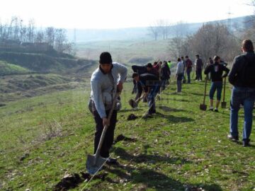 Campanie amplă de plantare de arbori, în Fălticeni