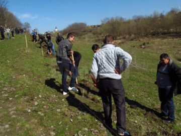 Campanie amplă de plantare de arbori, în Fălticeni
