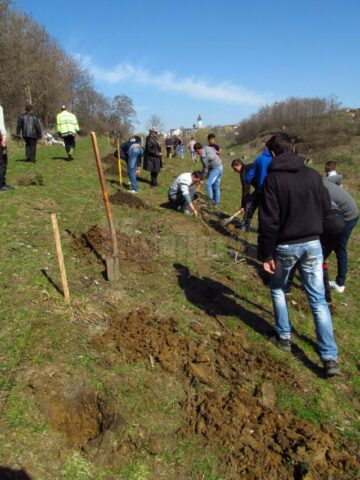 Campanie amplă de plantare de arbori, în Fălticeni