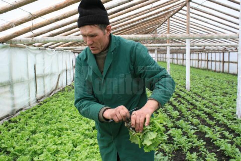 În sera de la Bursuceni, Vasile Mătrășoaie cultivă patru tipuri de salată