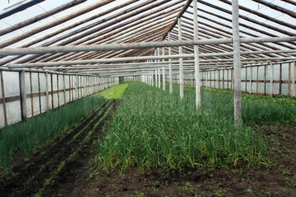 În sera de la Bursuceni, Vasile Mătrășoaie cultivă patru tipuri de salată