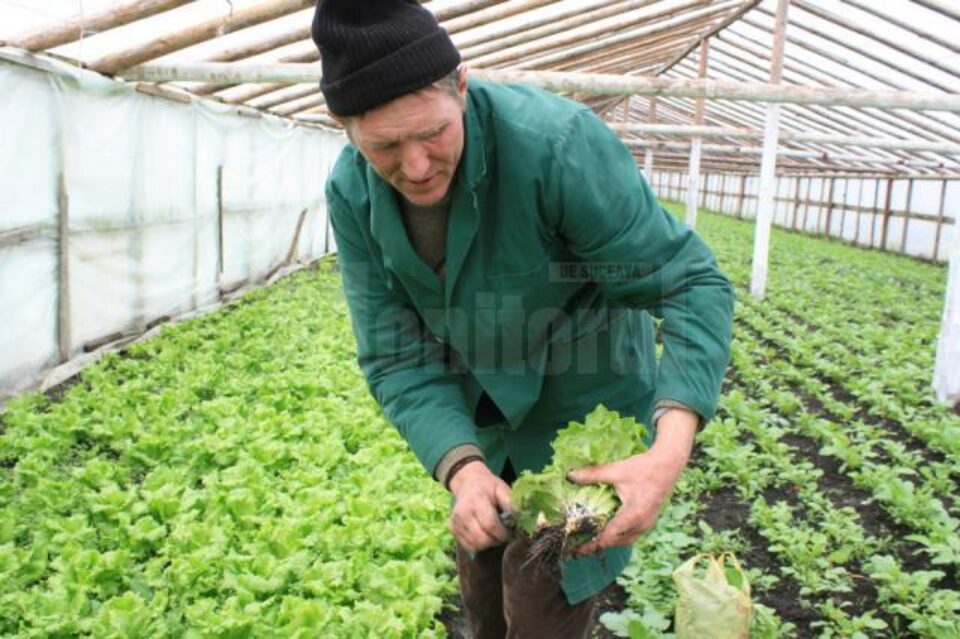 În sera de la Bursuceni, Vasile Mătrășoaie cultivă patru tipuri de salată