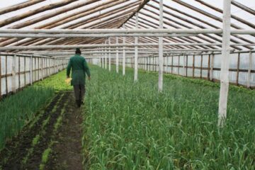În sera de la Bursuceni, Vasile Mătrășoaie cultivă patru tipuri de salată