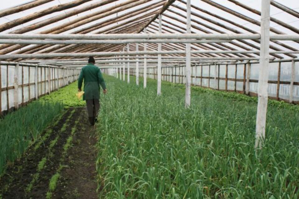 În sera de la Bursuceni, Vasile Mătrășoaie cultivă patru tipuri de salată
