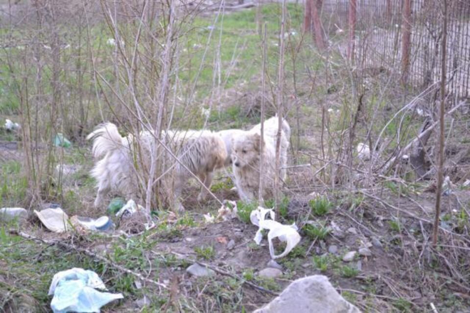 În numeroase sesizări, oamenii au cerut ridicarea câinilor care mai ales seara devin agresivi