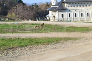 În numeroase sesizări, oamenii au cerut ridicarea câinilor care mai ales seara devin agresivi