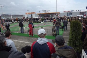 Expoziția Chinologică Cupa Bucovina 2013 a atras atenția a mii de suceveni