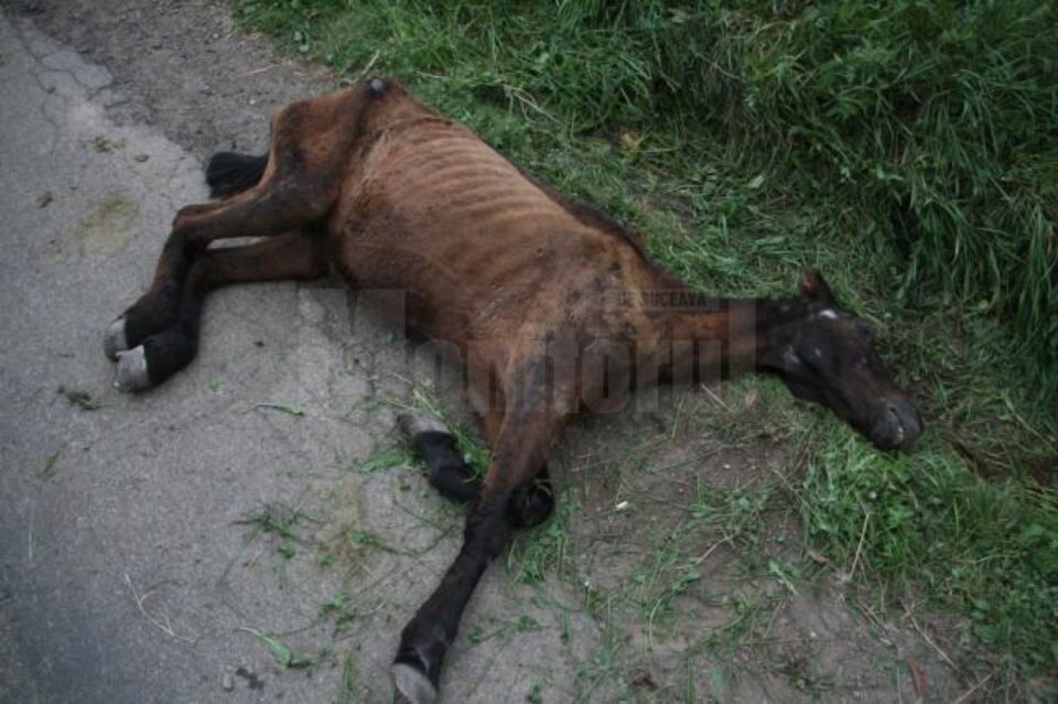 Animalul subnutrit și deshidratat s-a prăbușit pur și simplu din picioare