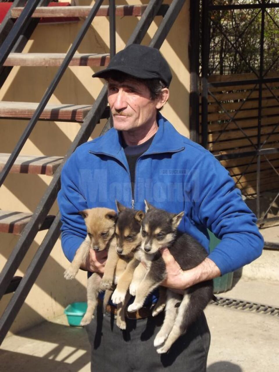 Cățelușii unei femele cu 14 pui au fost ridicați și duși la adăpostul de animale