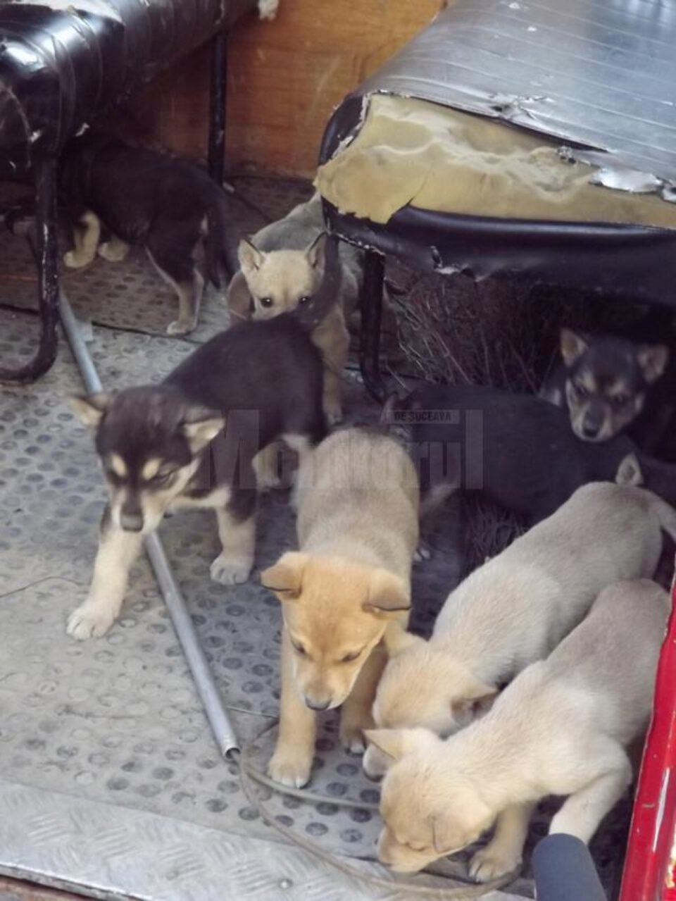 Zeci de pui de câini vagabonzi au fost adunați de pe lângă blocurile din Obcini