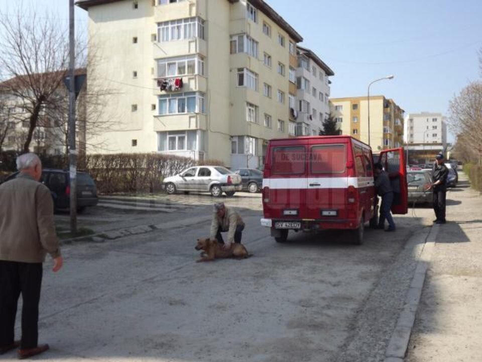 O cățea cu 14 pui, prinsă după multă alergătură