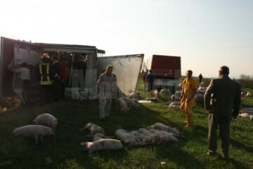 tir cu porci răsturnat la Salcea