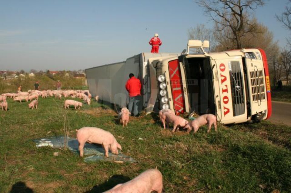 tir cu porci răsturnat la Salcea