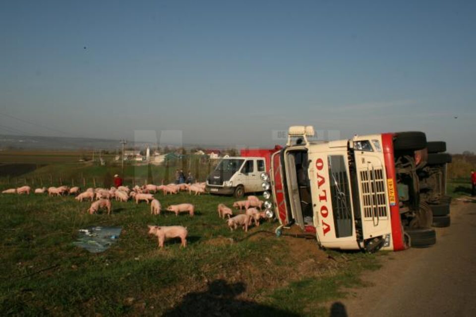 tir cu porci răsturnat la Salcea