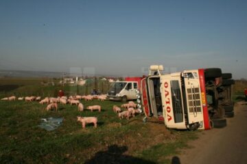 tir cu porci răsturnat la Salcea