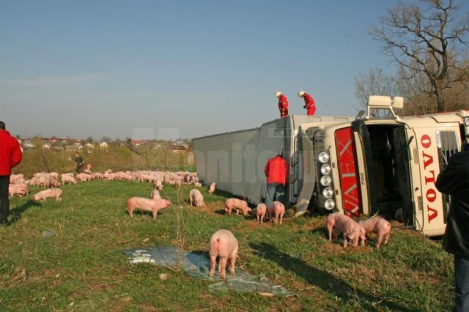 Tirul care transporta 900 de porci din Ungaria pentru o fermă din Verești s-a răsturnat la ieșirea din Salcea