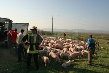 Tirul care transporta 900 de porci din Ungaria pentru o fermă din Verești s-a răsturnat la ieșirea din Salcea