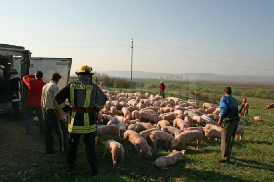 Tirul care transporta 900 de porci din Ungaria pentru o fermă din Verești s-a răsturnat la ieșirea din Salcea