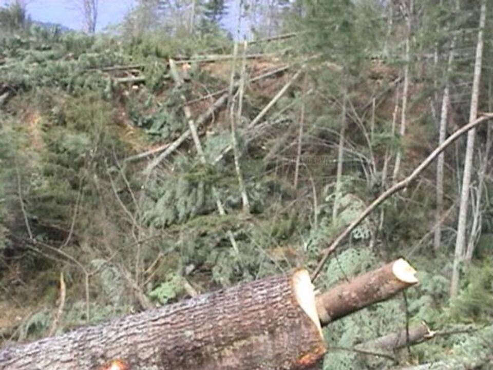 26 de hectare de pădure de pe pârâul Bocanci, din Voroneț au fost tăiate