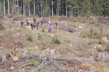 Aproape 10 hectare au fost împădurite cu sprijinul voluntarilor, la Sadova