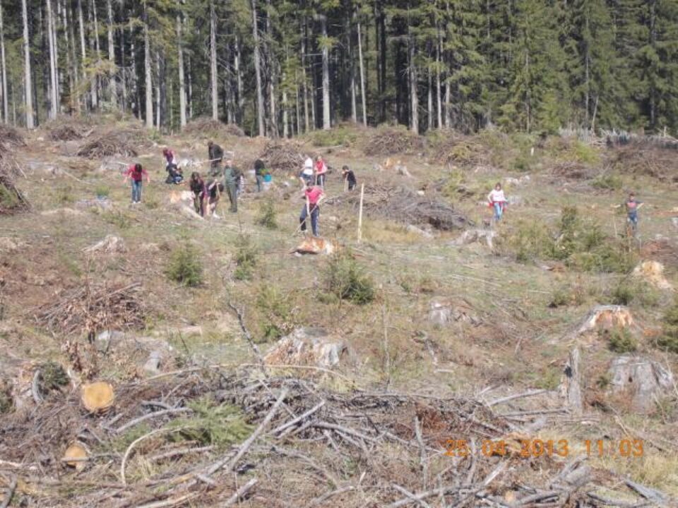 Aproape 10 hectare au fost împădurite cu sprijinul voluntarilor, la Sadova