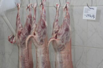 În acest an mieii sunt mari, în general de peste zece kilograme