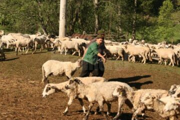 Oile sunt duse pe munte în prima sâmbătă de după Paște
