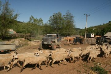 Oile, vacile și mașinile de teren pleacă împreună în transhumanță