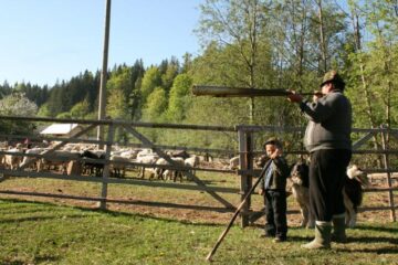 Trâmbița lui Gheorghe Timotei anunță urcatul oilor la munte