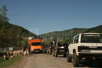 Oi și mașini de teren în drum spre stâna de pe munte