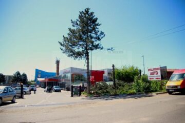Pinii au fost puși la pământ pentru a face loc unei vulcanizări